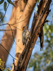 Melanerpes chrysogenys