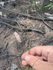 Aristida caput-medusae