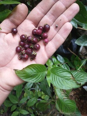Sabicea villosa