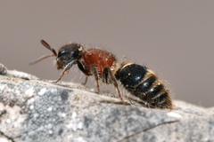 Myrmilla