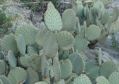 Opuntia rufida