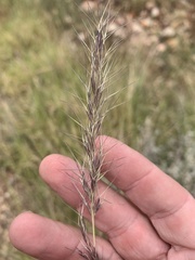 Aristida calycina