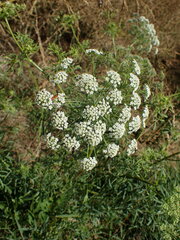 Ammi majus