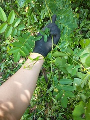 Dalbergia frutescens