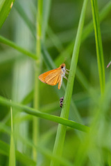 Ancyloxypha arene