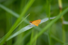 Ancyloxypha arene
