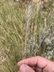 Aristida calycina