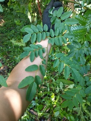 Dalbergia frutescens