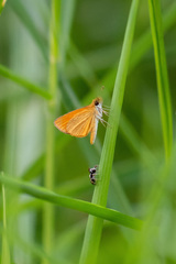 Ancyloxypha arene
