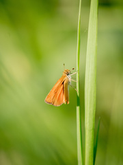 Ancyloxypha arene