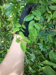 Dalbergia frutescens