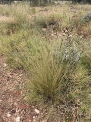 Aristida calycina