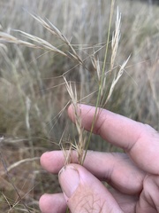 Aristida ramosa