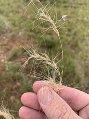 Aristida platychaeta