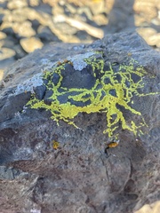 Acarosporaceae