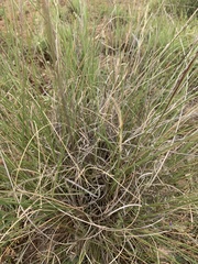 Aristida platychaeta