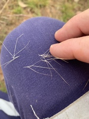 Aristida platychaeta