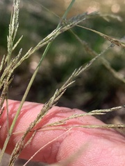 Eragrostis parviflora