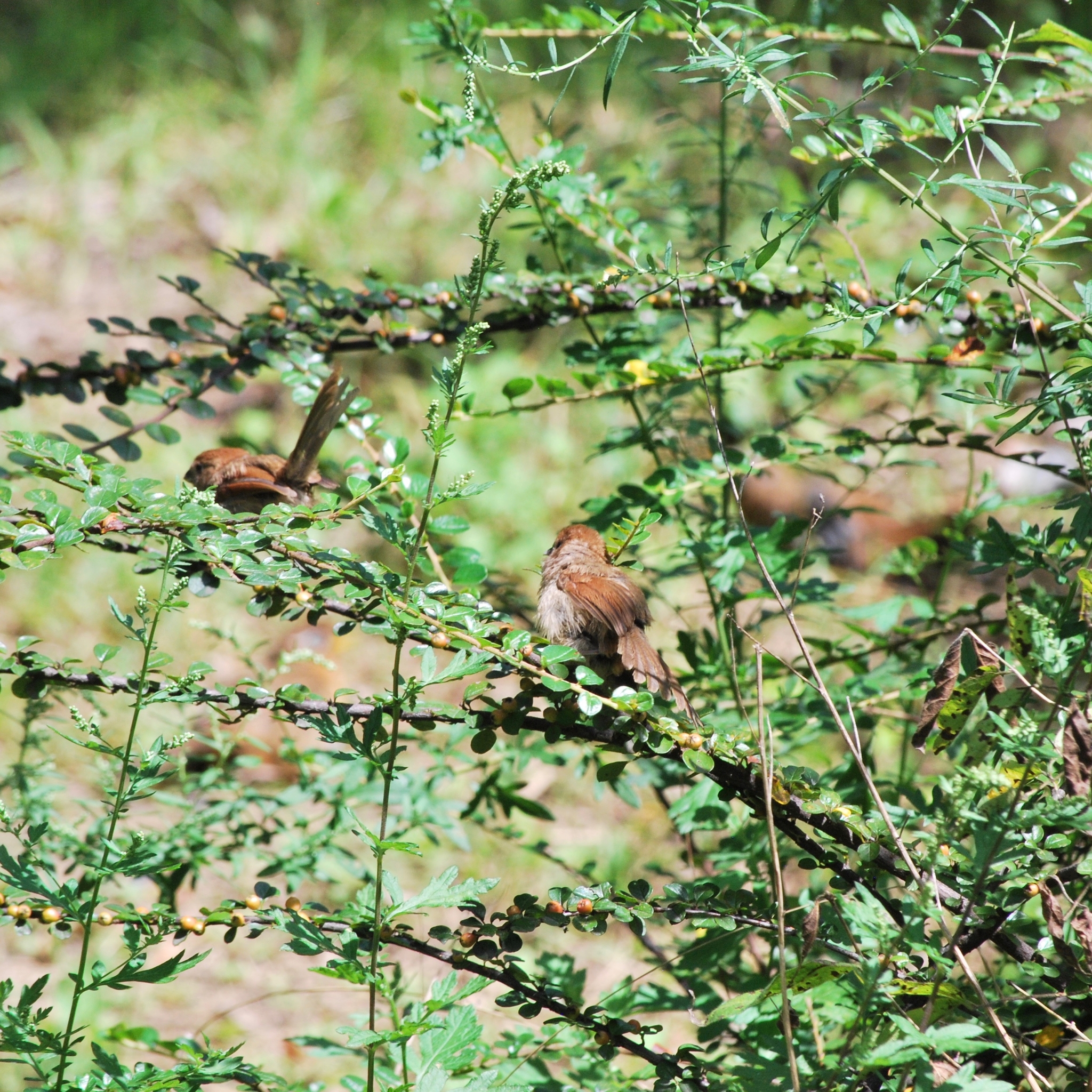 Vinous-throated Parrotbill