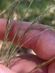 Eragrostis parviflora