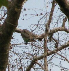 Poicephalus meyeri