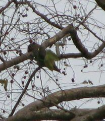 Poicephalus meyeri