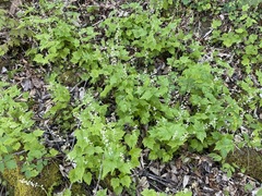 Mitella diphylla