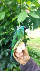 Tersina viridis