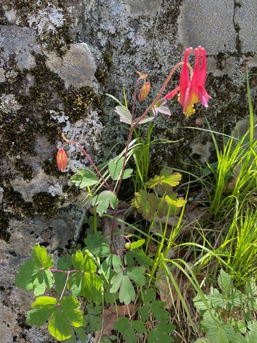 Aquilegia canadensis