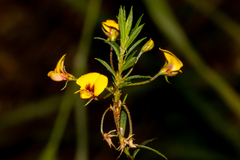 Pultenaea pedunculata