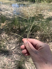 Eragrostis parviflora