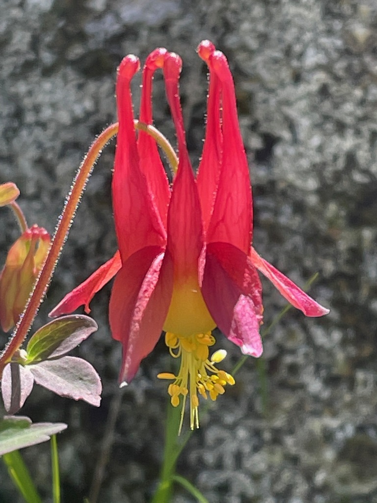 columbines