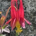 Columbines - Photo (c) Tom Scavo, some rights reserved (CC BY), uploaded by Tom Scavo