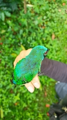 Tersina viridis