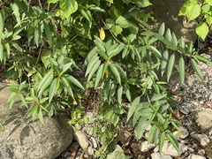 Boehmeria densiflora