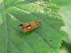 Olethreutes arcuella