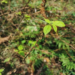 Oreocnide frutescens
