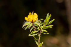 Pultenaea involucrata