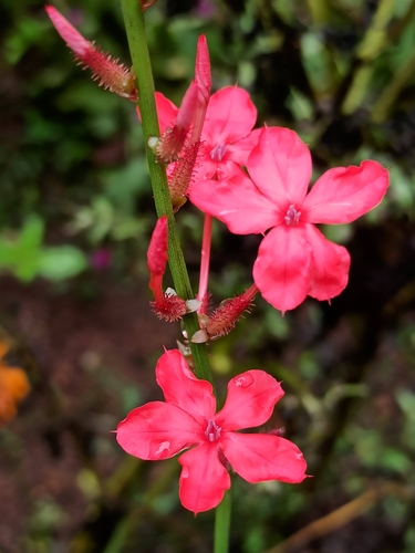 Image of Plumbago indica by (c) Sindhu Haridas, some rights reserved (CC BY)