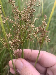 Juncus continuus