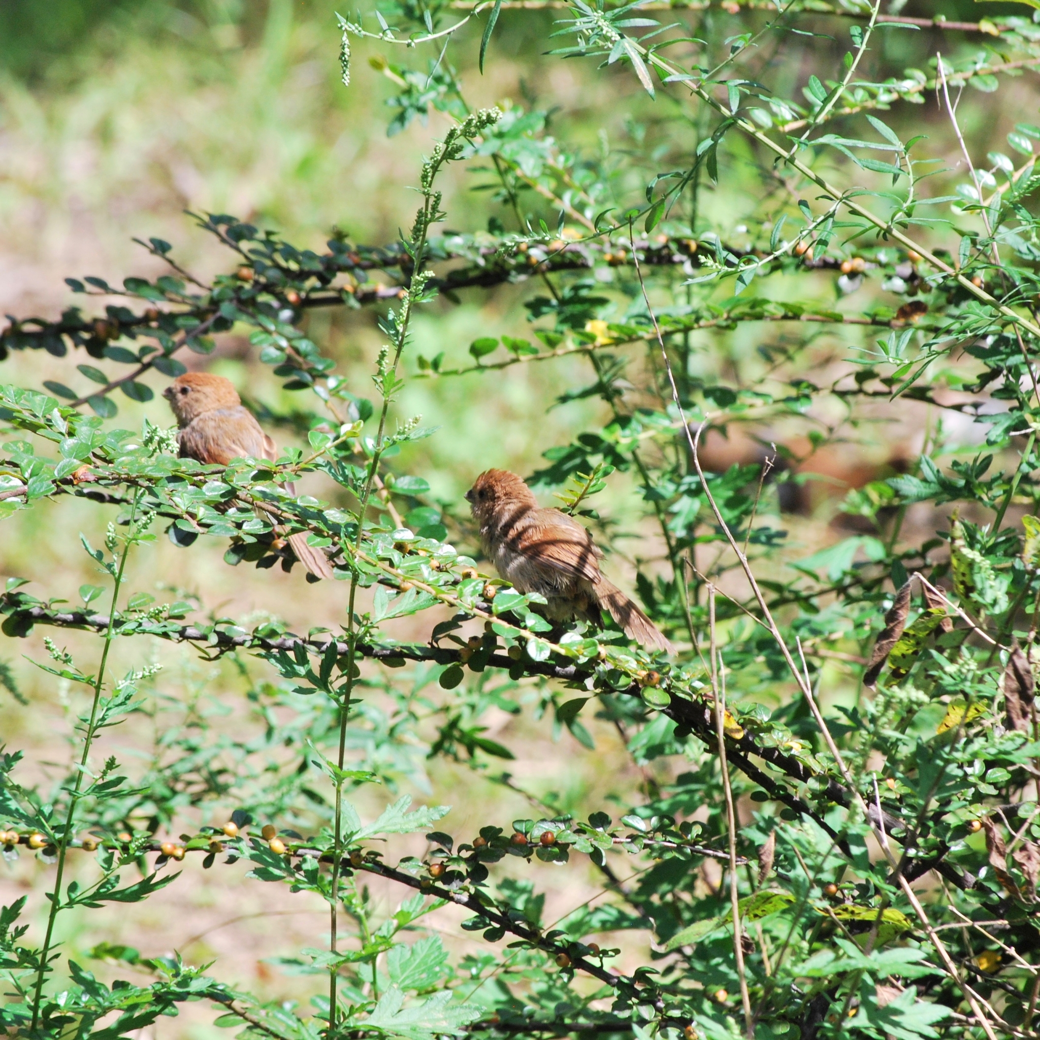 Vinous-throated Parrotbill