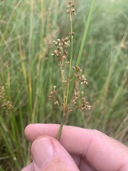 Juncus continuus