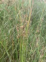 Juncus continuus