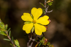 Hibbertia devitata
