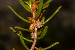 Gyrostemon australasicus