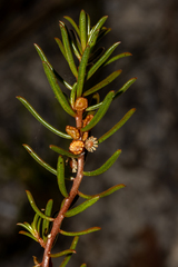 Gyrostemon australasicus
