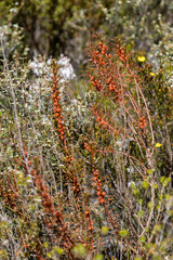 Gyrostemon australasicus