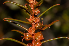 Gyrostemon australasicus
