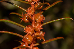 Gyrostemon australasicus