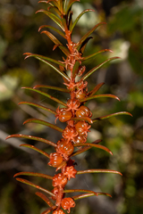Gyrostemon australasicus
